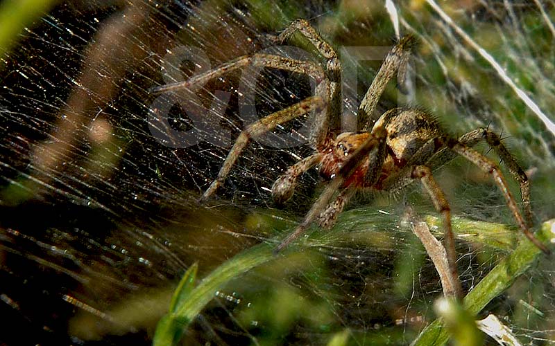 Aranha