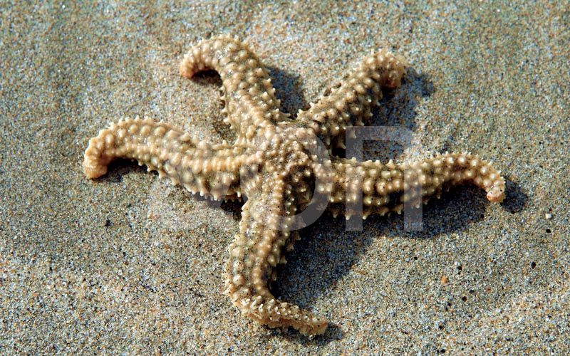 Estrela do mar
