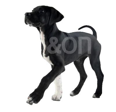 dog Alemao